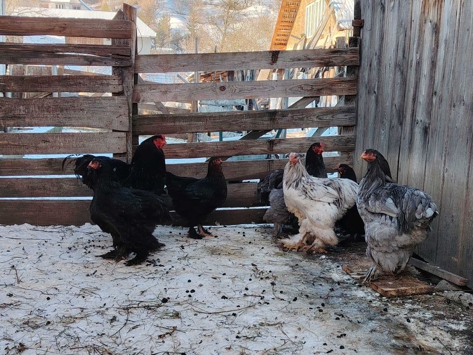 Cocosi brahma   tineret