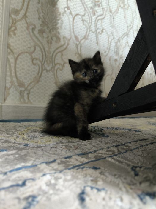 Котенок девочкаа