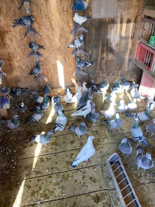 Vând porumbei diferite rase