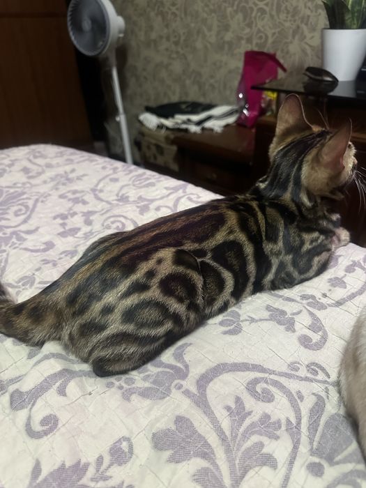 Бенгласкый котят