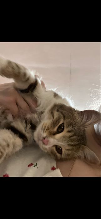 Отдам в добрые руки