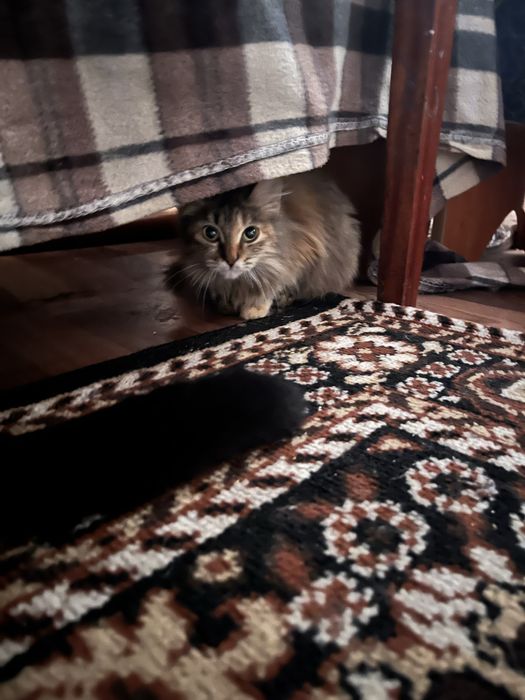 Кошечка примерно 4 месяца