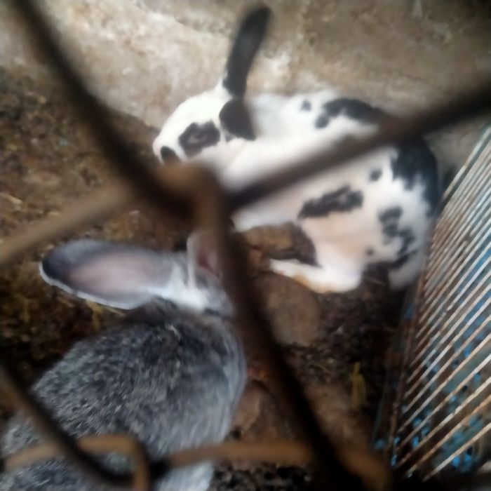 Зайцыы Қояндарр.