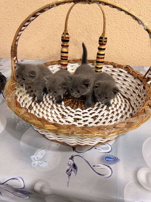 Пародистая кошка