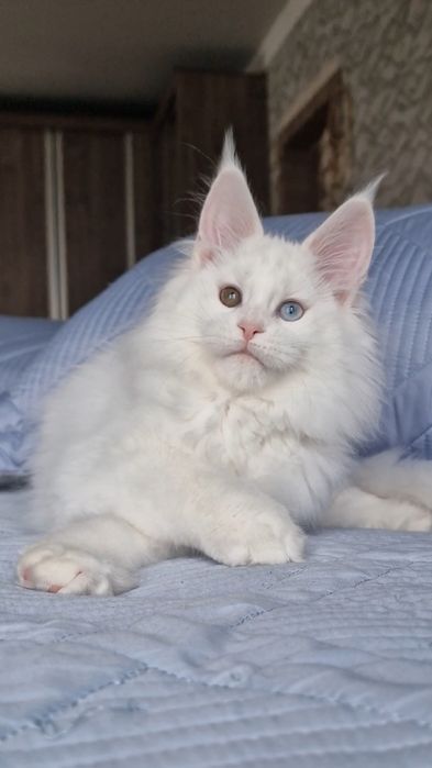 Котенок  мейн-кун девочка