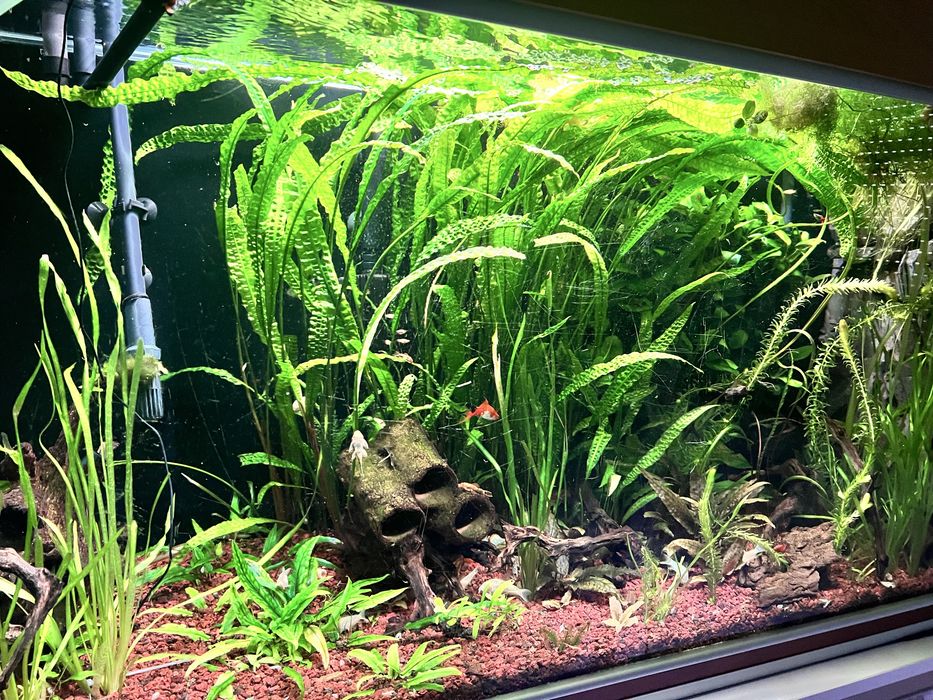 cryptocoryne balansae