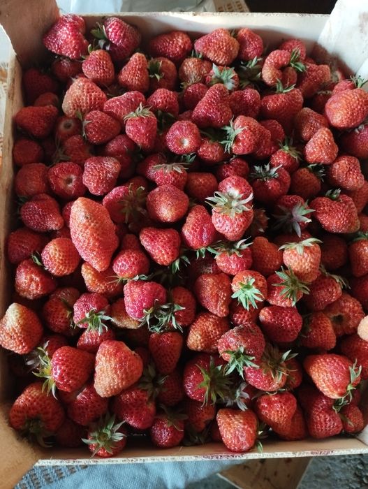 Vând căpșuni stoloni