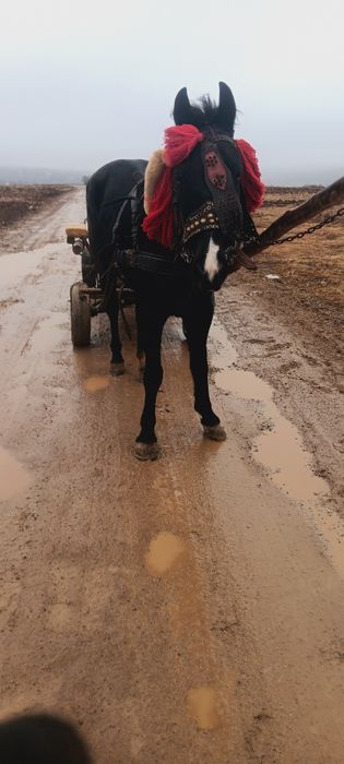 Vind urgent iapa de 4 ani