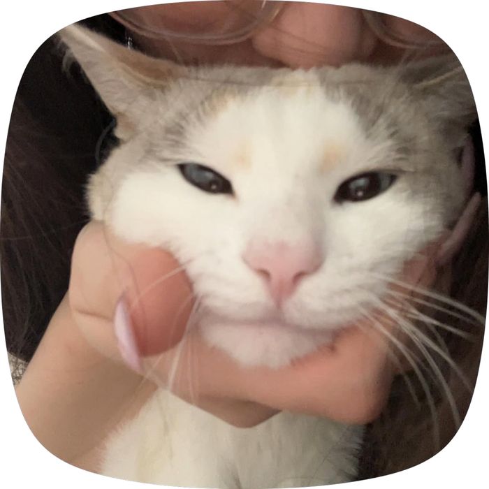Отдам в добрые руки кошку срочно!!