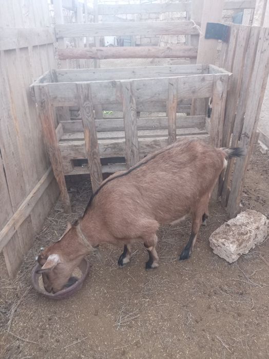 Сельхоз животных