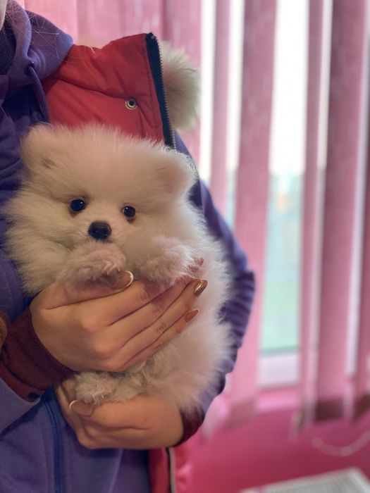 Померан мъжко и женско