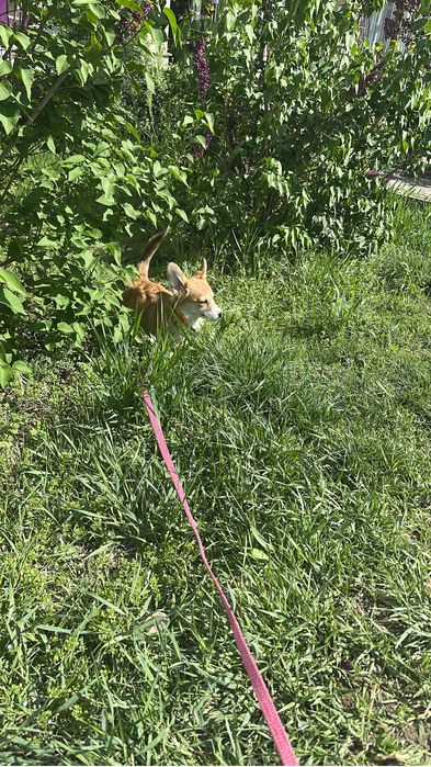 Корги 4 месяца девочка