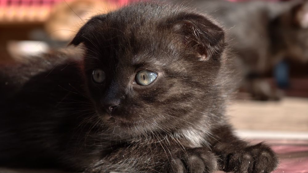 Счастливые котята