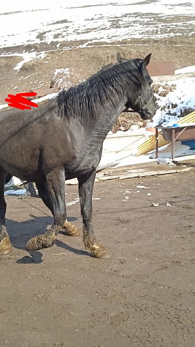 Продаётся жеребец пять лет