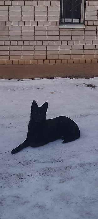 Немецкая овчарка