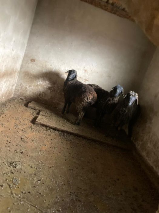 мал сатылады 85мыңнан общий 250мың