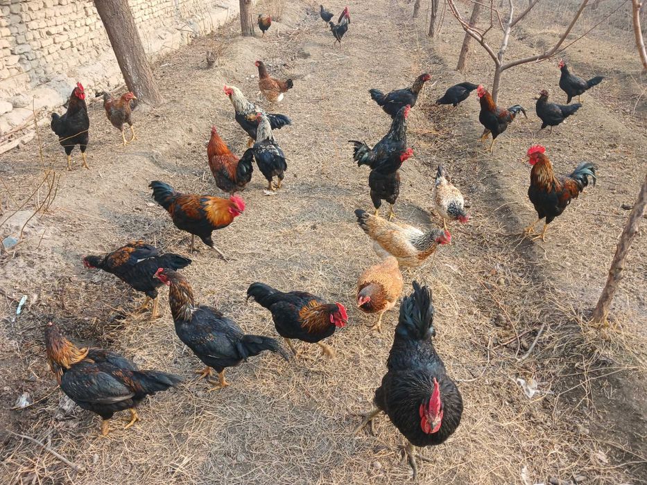 Yangi tuxumlar sotilladi