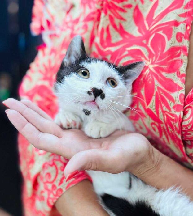 Момче коте търси дом