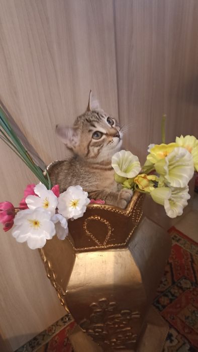 Отдадим котят в добрые руки