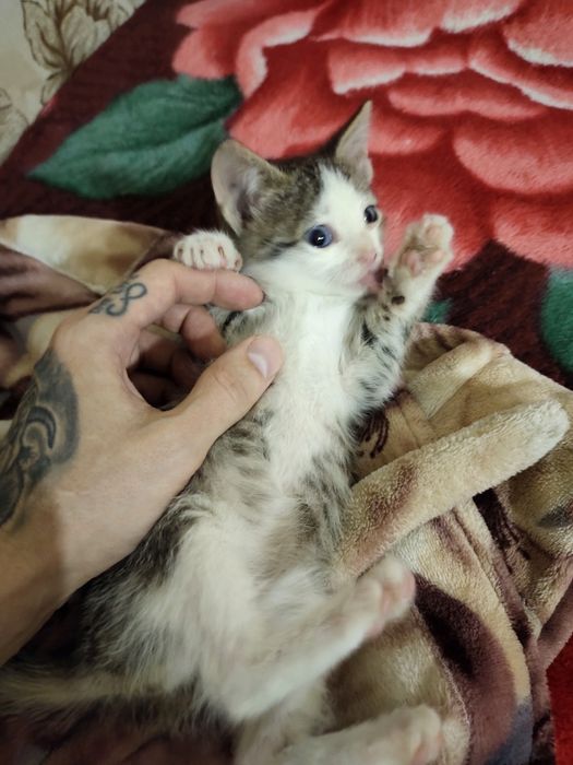 Котёнок ищет новый дом