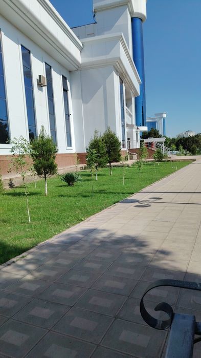 Тайёр Тирик рулонни газон