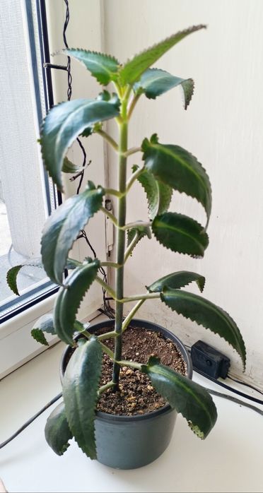 Каланхоэ лечебный.