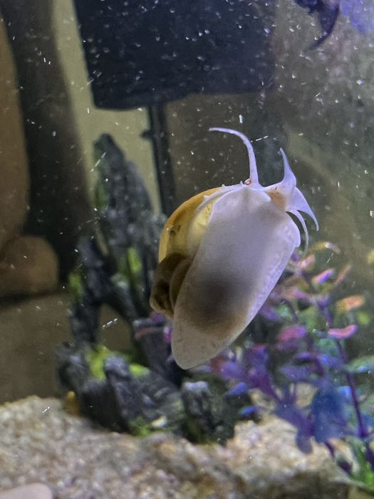 Продам улиток Ампулярия