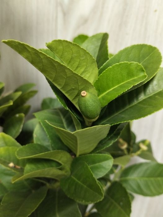 Продам лимонное дерево