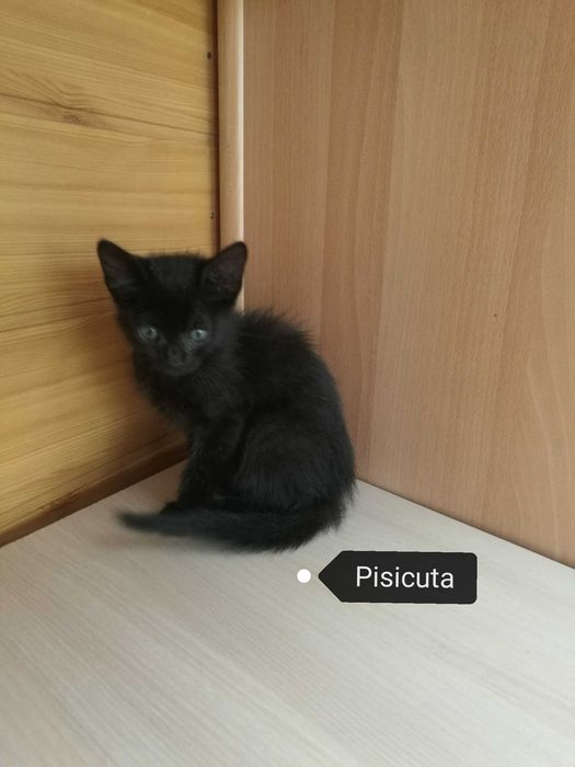4 pisicute - adoptie
