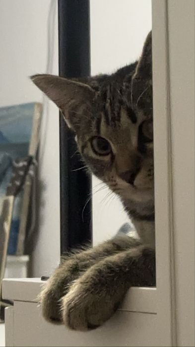 Отдам котенка в хорошие руки
