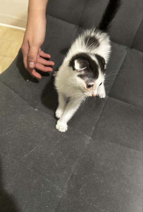 4 котенка девочки и кошка