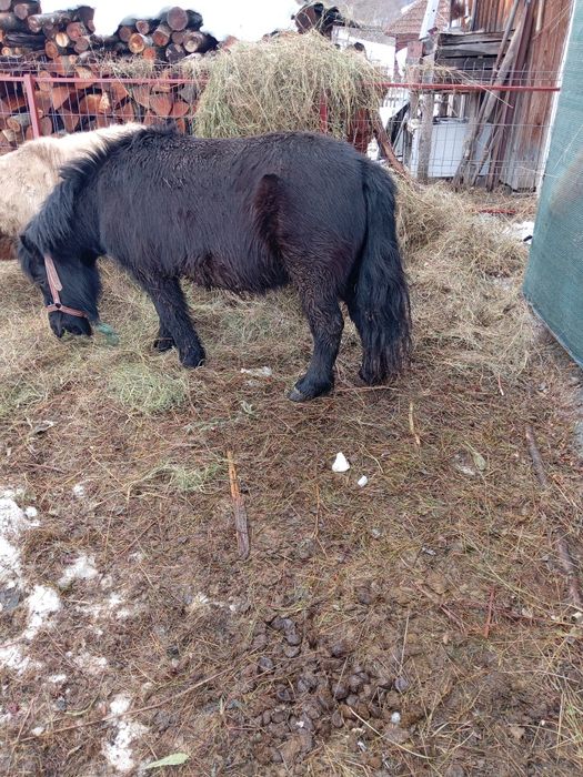 Vând poneiță de 6 ani gestantă