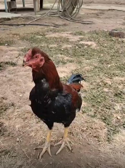 Бойтсовые петух прадаётся