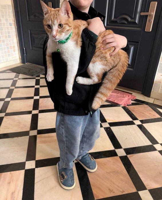 Отдам кота в добрые руки/Найден кот