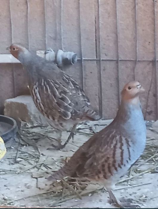 Серая куропатка.