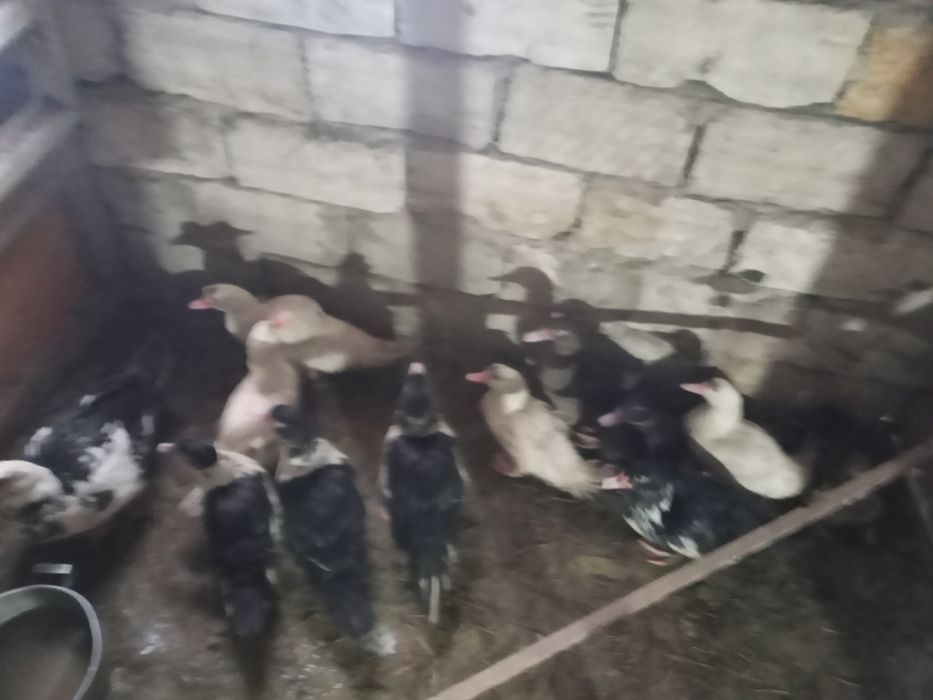 продам индоутку с 11 утятами