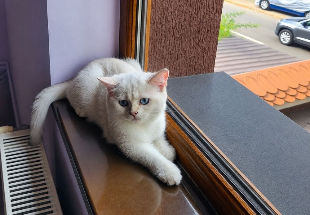 British Shorthair -fetiță cu pedigree