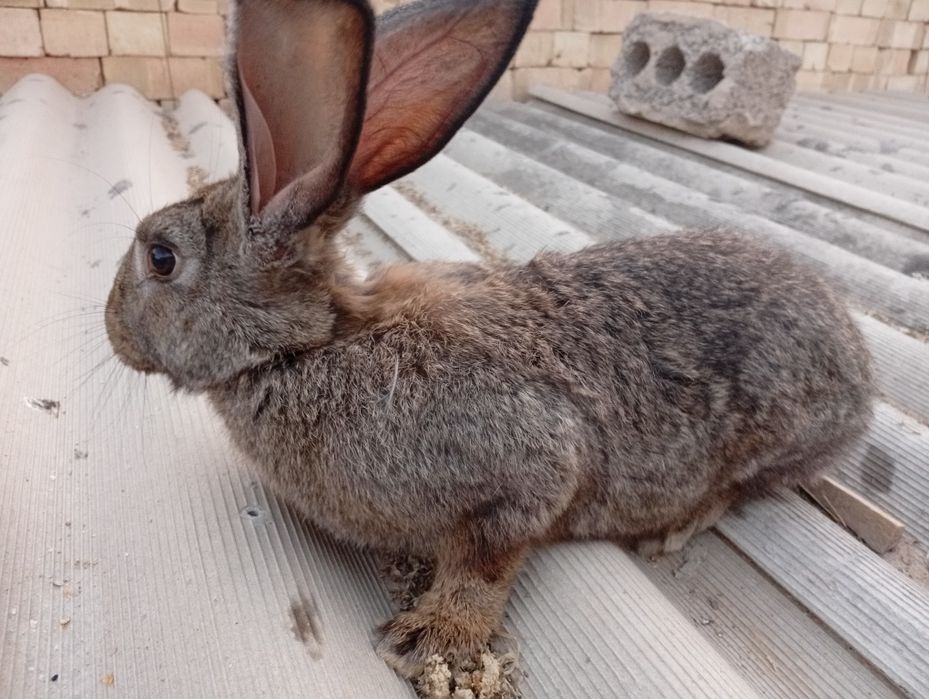 Quyon bollari 125 000 sõm