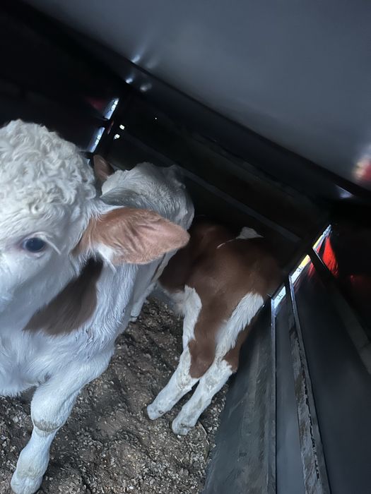 3 taurasi baltati de 1-2 saptamani