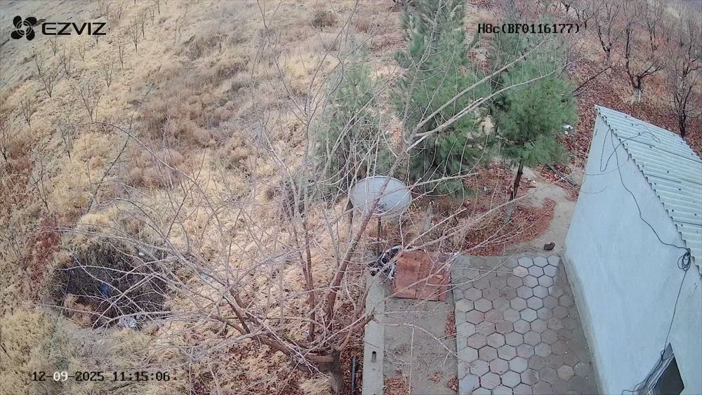 Бог 2гектар Гилос майский