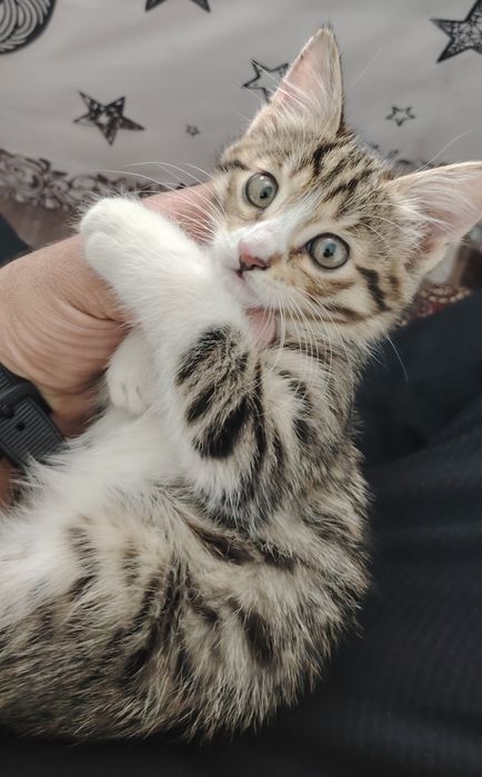 Mushuk bolasi Tekinga Бесплатно