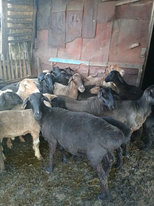 Продам баран домашних