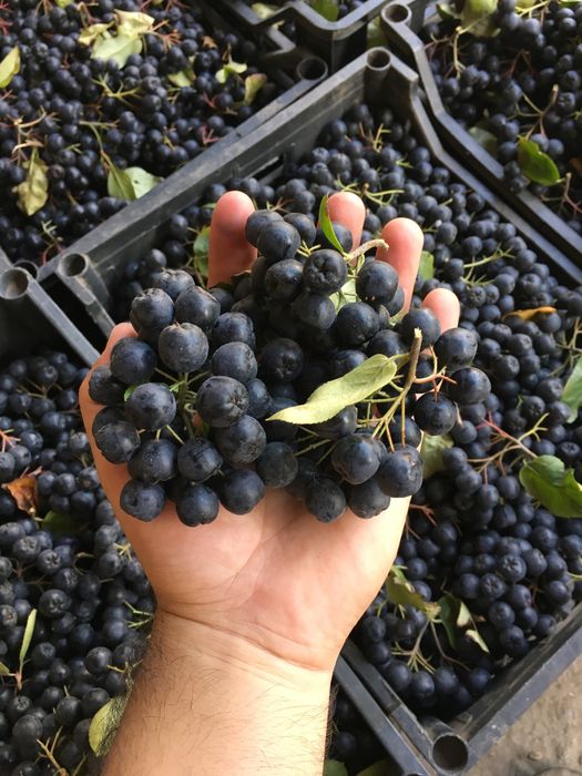 Aronia fructe bio