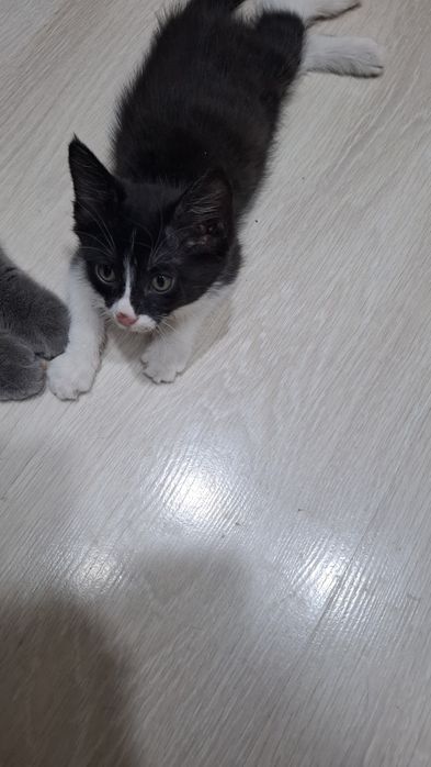 Отдам двухмесячного котёнка заботливым людям