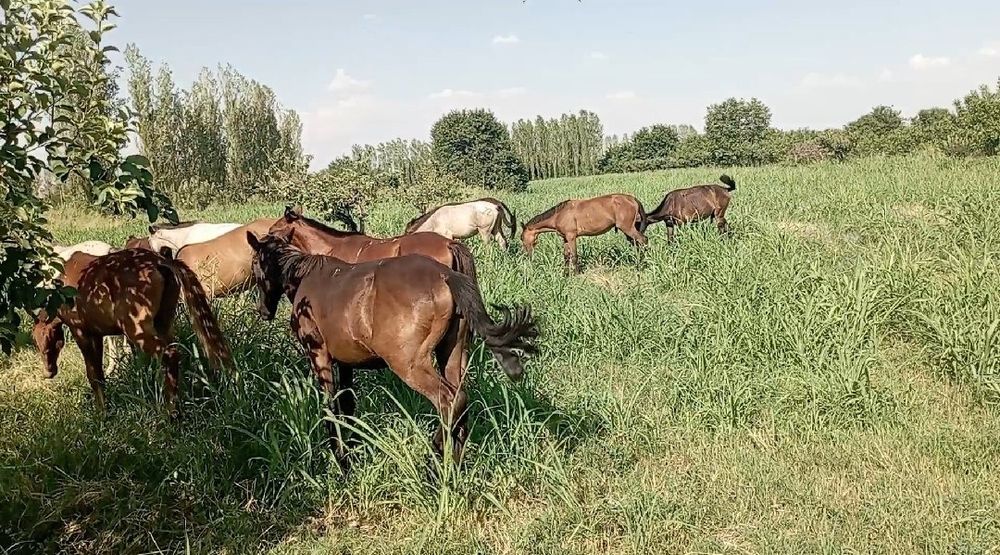 Erkak toylar sotiladi