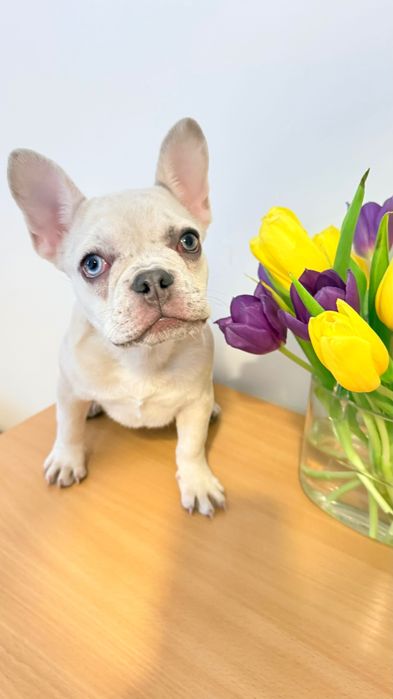 Френски булдог уникален