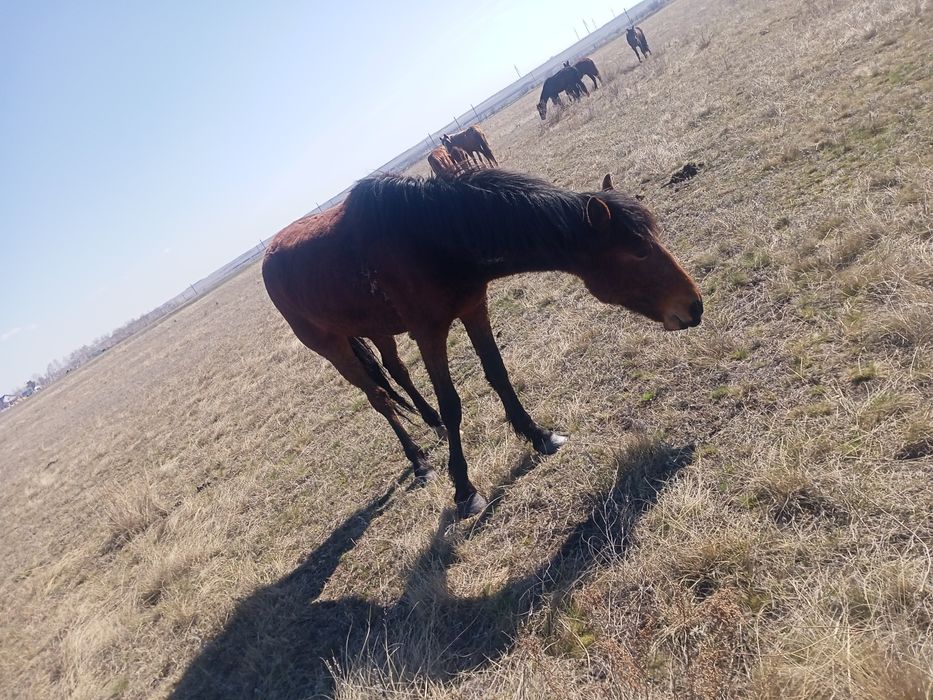 Продам кабылки и жерепчики.