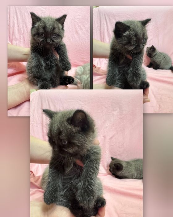 Британские котята (голубая мама, папа серебристая шиншилла)