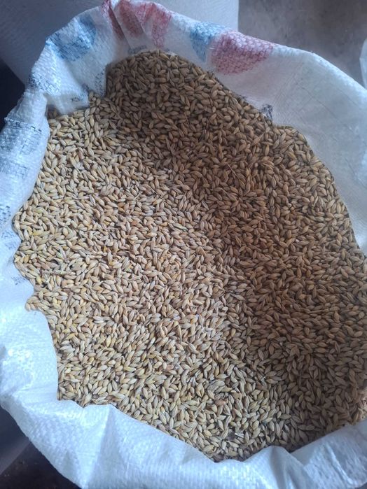 Vand răsărita si orz