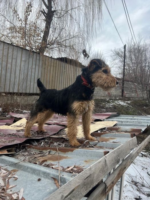 Продам Ягдтерьер